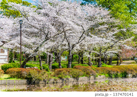 埼玉 桜咲く岩槻城址公園 137470141