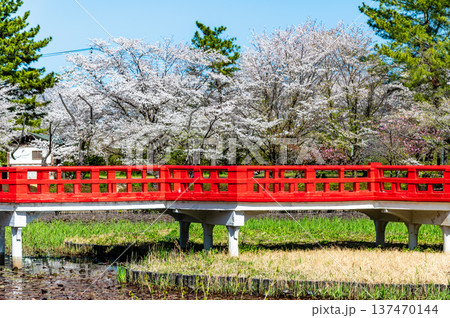埼玉 桜咲く岩槻城址公園 137470144