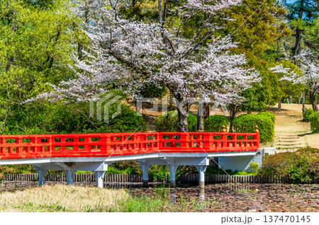 埼玉 桜咲く岩槻城址公園 埼玉 桜咲く岩槻城址公園 137470145