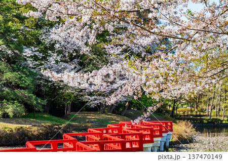 埼玉 桜咲く岩槻城址公園 137470149