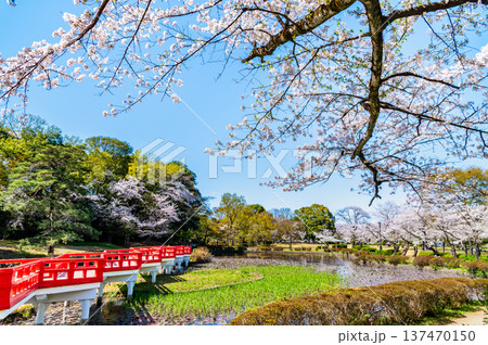 埼玉 桜咲く岩槻城址公園 埼玉 桜咲く岩槻城址公園 137470150