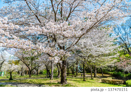 埼玉 桜咲く岩槻城址公園 埼玉 桜咲く岩槻城址公園 137470151