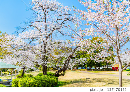 埼玉 桜咲く岩槻城址公園 埼玉 桜咲く岩槻城址公園 137470153
