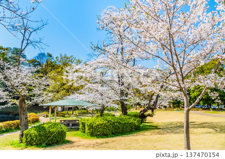 埼玉 桜咲く岩槻城址公園 137470154