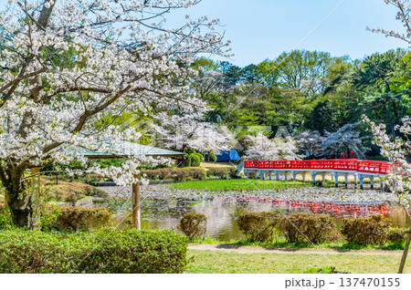 埼玉 桜咲く岩槻城址公園 埼玉 桜咲く岩槻城址公園 137470155