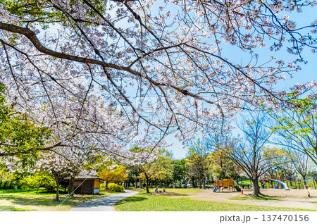 埼玉 桜咲く岩槻城址公園 埼玉 桜咲く岩槻城址公園 137470156