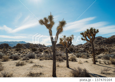 ジョシュアパワー#58 137470164