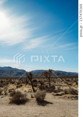 ジョシュアパワー#54 137470168