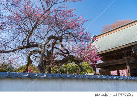 山門と紅梅 山門と紅梅 137470255