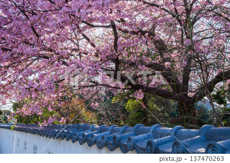 河津桜と白壁 河津桜と白壁 137470263