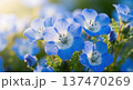 春に咲き乱れる美しい青いネモフィラの花のイメージ 137470269