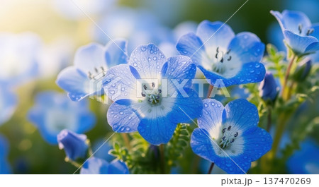 春に咲き乱れる美しい青いネモフィラの花のイメージ 137470269