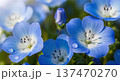 春に咲き乱れる美しい青いネモフィラの花のイメージ 137470270