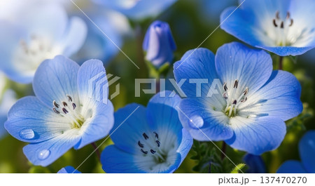 春に咲き乱れる美しい青いネモフィラの花のイメージ 137470270