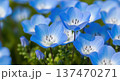 春に咲き乱れる美しい青いネモフィラの花のイメージ 137470271