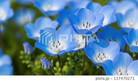 春に咲き乱れる美しい青いネモフィラの花のイメージ 137470271