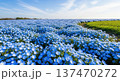 春に咲き乱れる美しい青いネモフィラの花のイメージ 137470272