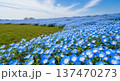 春に咲き乱れる美しい青いネモフィラの花のイメージ 137470273