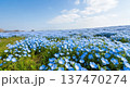 春に咲き乱れる美しい青いネモフィラの花のイメージ 137470274
