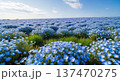 春に咲き乱れる美しい青いネモフィラの花のイメージ 137470275