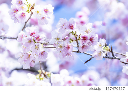 青空バックの桜 137470327