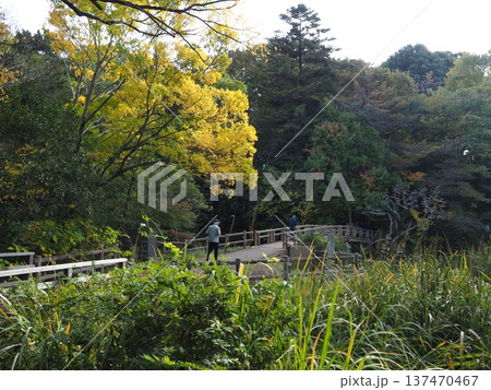 秋の三宝寺池 137470467