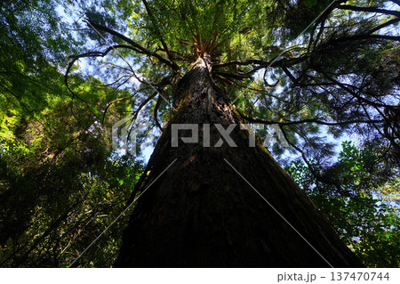 清水観世音菩薩 137470744