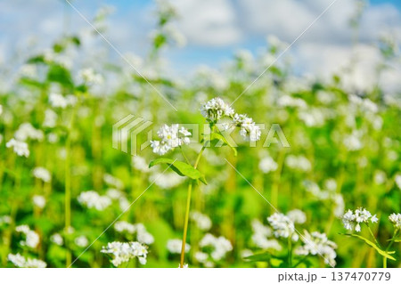 蕎麦の花 蕎麦の花 137470779