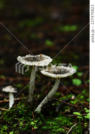 ツルタケ 137470823