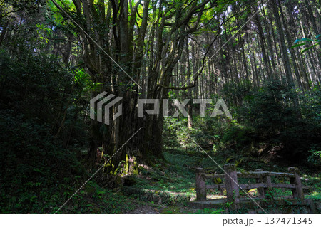 下合瀬の大カツラ 137471345