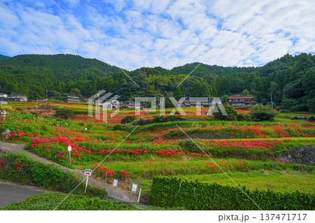 江里山の棚田 137471717
