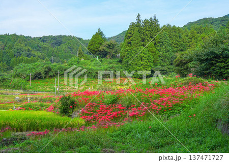 江里山の棚田 137471727