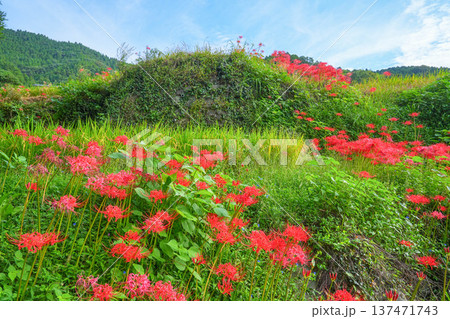 江里山の棚田 137471743