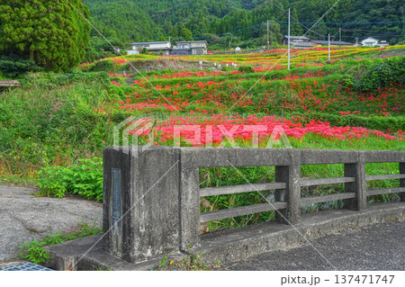 江里山の棚田 江里山の棚田 137471747
