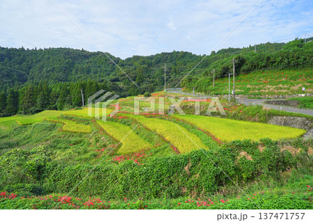 江里山の棚田 137471757