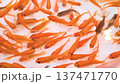 元気に泳ぐたくさんの金魚 137471770