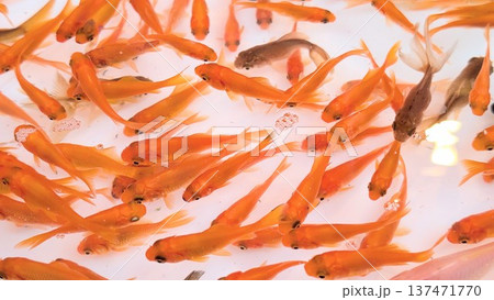 元気に泳ぐたくさんの金魚 元気に泳ぐたくさんの金魚 137471770