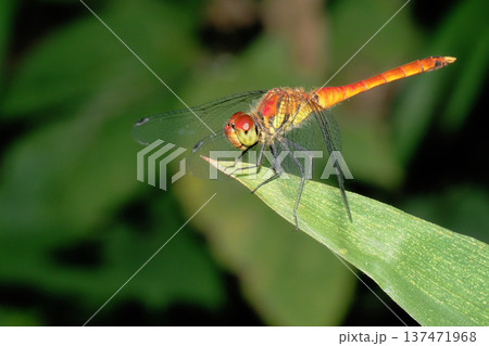 ナツアカネ（オス・未成熟） 137471968