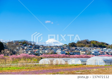 かんなみの桜 かんなみの桜 137472112
