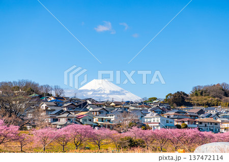 かんなみの桜 かんなみの桜 137472114