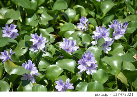 ホテイアオイの花 ホテイアオイの花 137472321