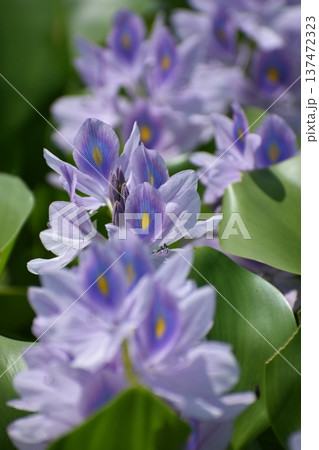 ホテイアオイの花 ホテイアオイの花 137472323
