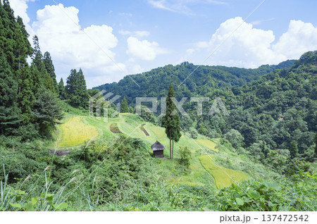 新潟 留守原の棚田 新潟 留守原の棚田 137472542