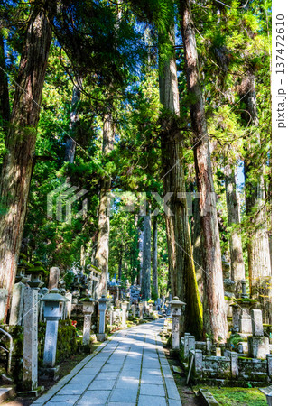 高野山 奥之院 杉木立の参道 高野山 奥之院 杉木立の参道 137472610