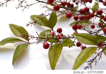 白背景に赤いナンテンの実と葉　 137472889