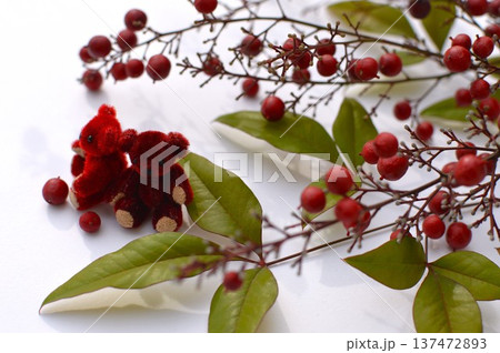真っ赤な小さいテディベアとナンテンの実 真っ赤な小さいテディベアとナンテンの実 137472893