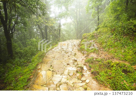 霧に包まれる森の石階段（ネパール・アンナプルナ） 137473210