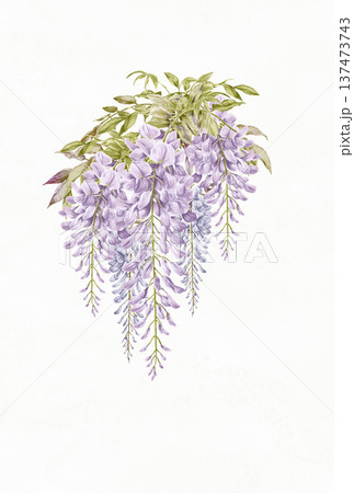 藤の花のイラスト 藤の花のイラスト 137473743