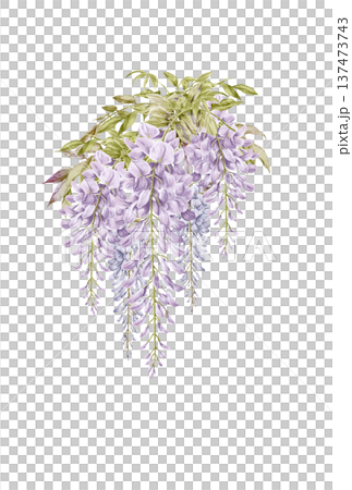 紫藤花的插圖 137473743