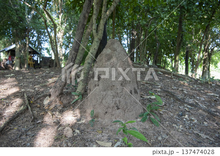 THAILAND SA KAEO TERMITES ANT MOUNT 137474028